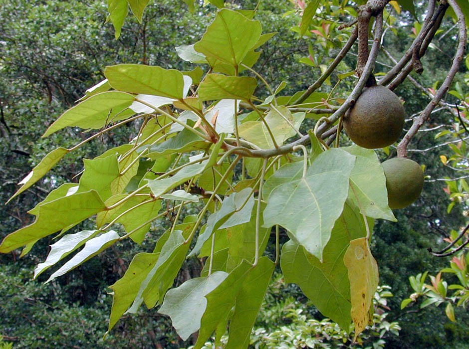 Fruits and foliage Aleurites moluccanus (kukui, kukui nut); Fruits and foliage. Wahinepee, Maui, Hawaii. August 03, 2002