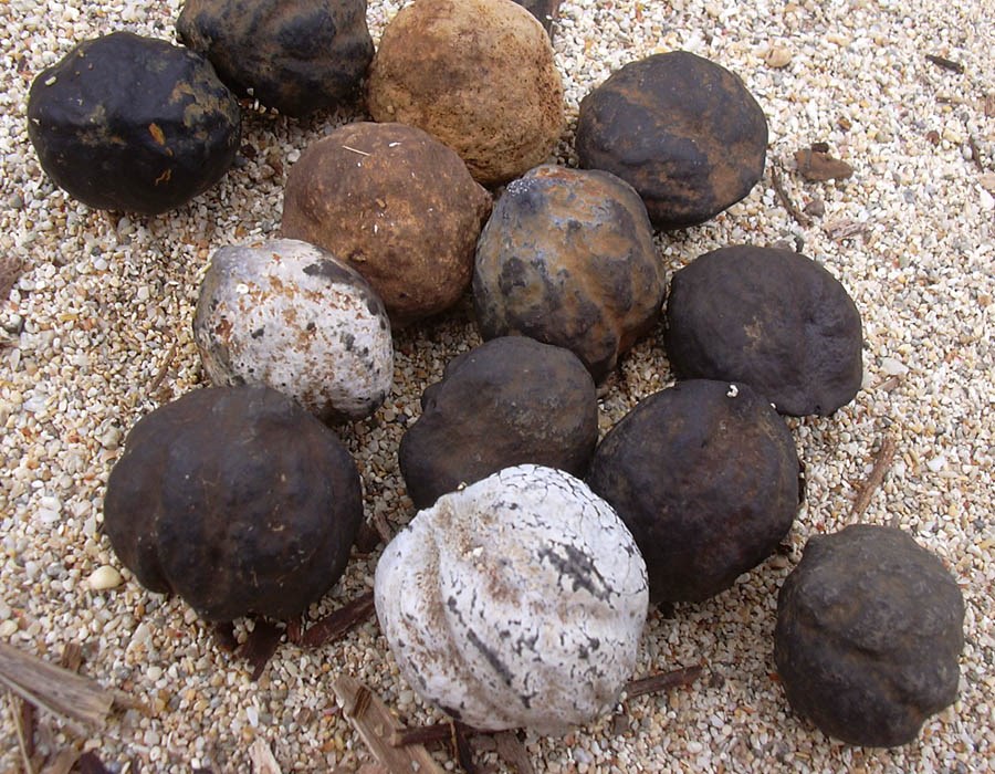 Fruits as beach flotsam Aleurites moluccanus (kukui, kukui nut); beach flotsam at Kanaha Beach, Maui. March 23, 2004