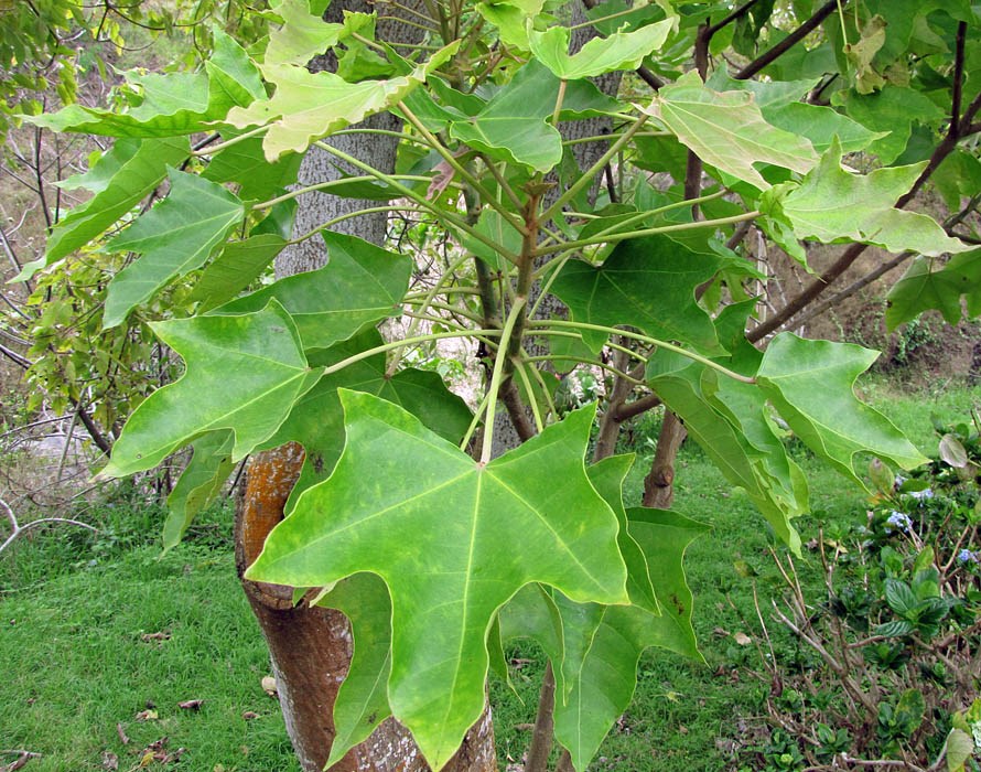Foliage Aleurites moluccanus (kukui, kukui nut); foliage. Kula Botanical Garden, Maui. March 07, 2011