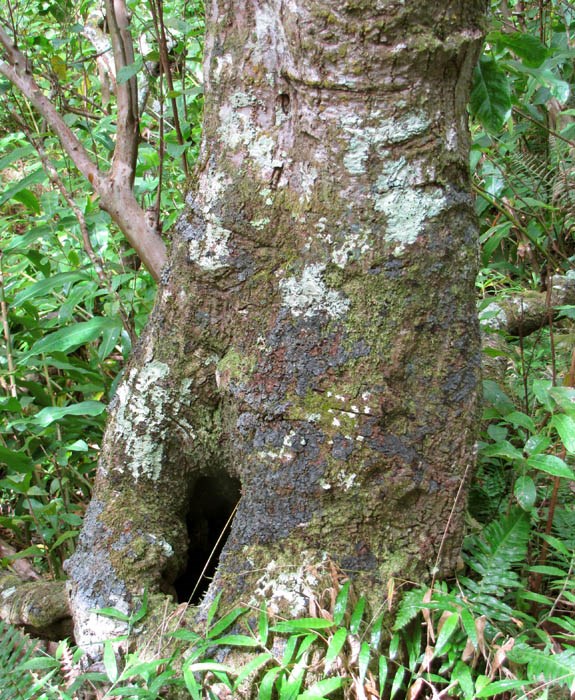 Trunk and bark Aleurites moluccanus (kukui, kukui nut); trunk. Iao, Maui, Hawaii. April 30, 2010