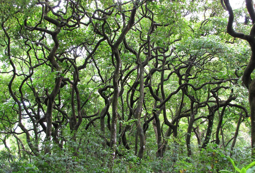 Typical habit in a grove Aleurites moluccanus (kukui, kukui nut); typical yhabit in a grove. Honomanu Hana Highway, Maui, Hawaii, June 18, 2009