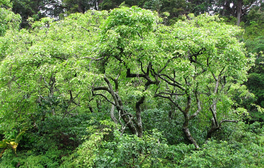 Tree habit Aleurites moluccanus (kukui, kukui nut); tree habit. Hana Highway, Maui., Hawaii. June 18, 2009
