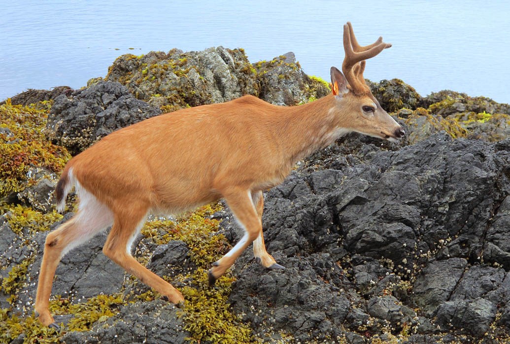 Male Odocoileus hemionus sitkensis (black-tailed or mule deer); ear-tagged male (buck). Kunga Island, Haida Gwaii.
