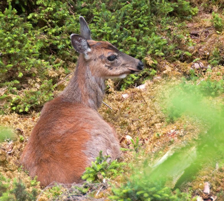Female Odocoileus hemionus sitkensis (black-tailed or mule deer); female (doe). Kunga Island, Haida Gwaii.