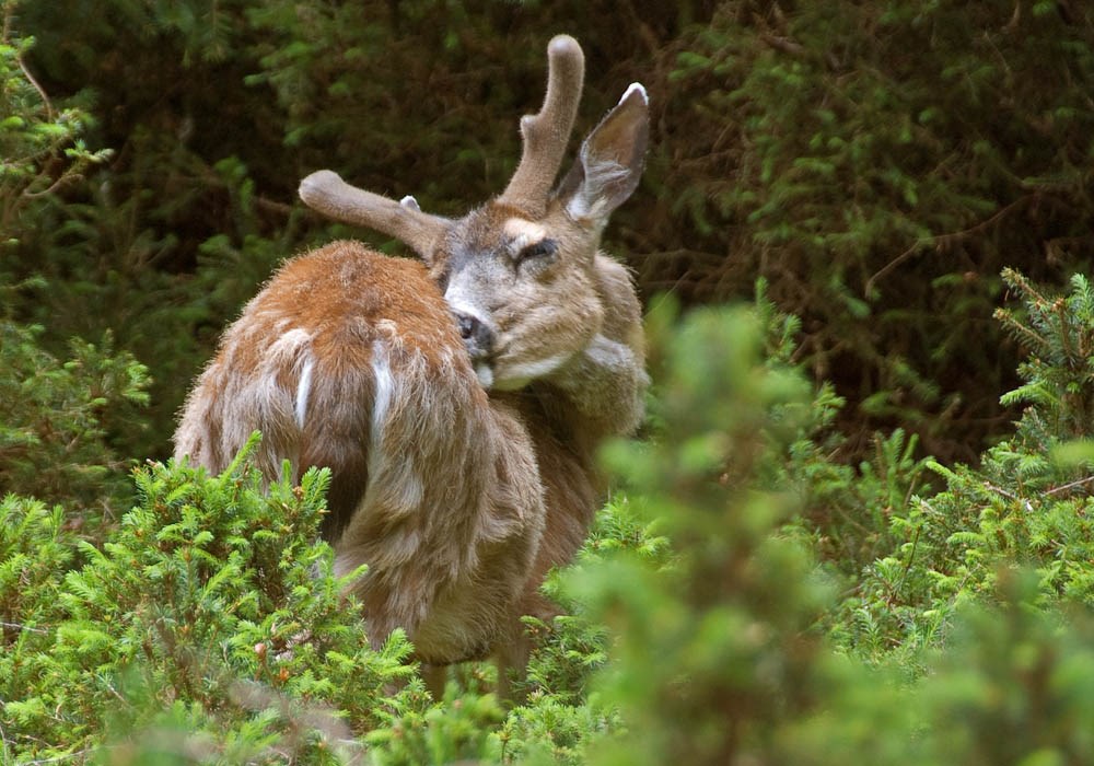 Male Odocoileus hemionus sitkensis (black-tailed or mule deer); male (buck) in velvet. Kunga Island, Haida Gwaii.