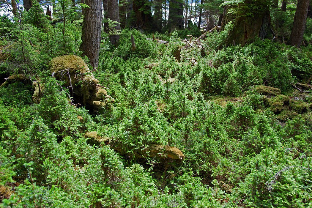 Deer damage Odocoileus hemionus sitkensis (black-tailed or mule deer); heavily browsed Sitka spruce regeneration. Kunga Island, Haida Gwaii.