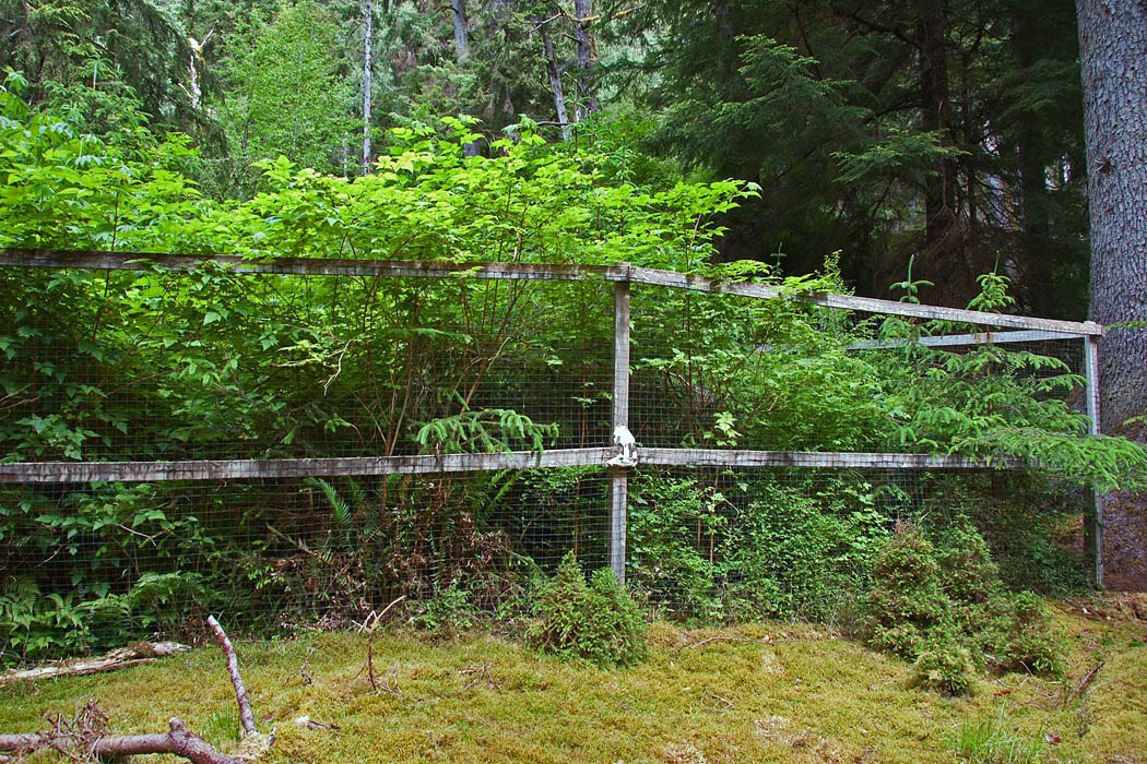 Deer exclosure Odocoileus hemionus sitkensis (black-tailed or mule deer); deer exclosure 11 years after establishment. Kunga Island, Haida Gwaii.