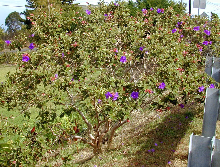 Habit Tibouchina urvilleana (princessflower or glory bush); habit as a roadside bush. Kula, Maui. April 23, 2001