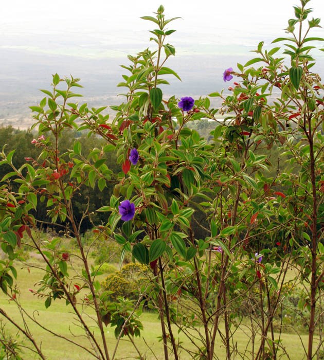 Habit Tibouchina urvilleana (princessflower or glory bush); flowering habit. Waipoli Rd Kula, Maui. June 16, 2010
