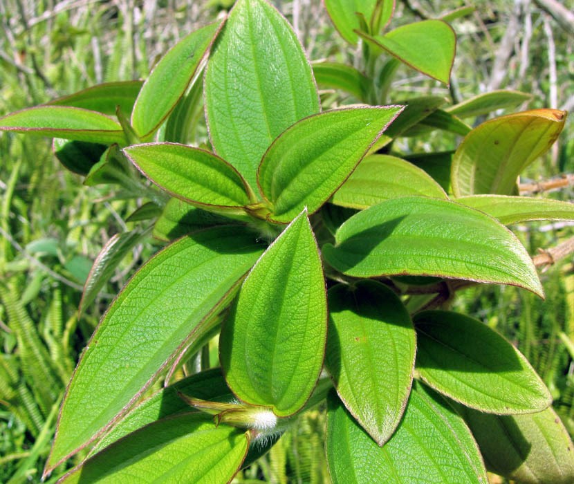 Leaves Tibouchina urvilleana (princessflower or glory bush); leaves. Kula Botanical Garden, Maui. March 07, 2011