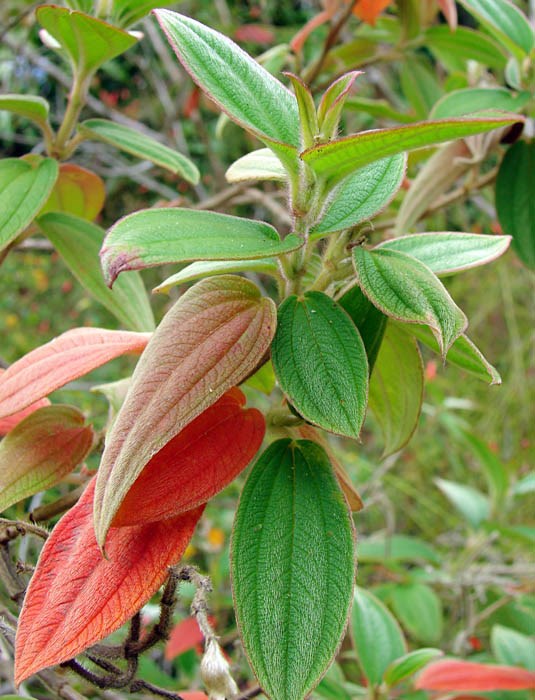 Red leaves Tibouchina urvilleana (princessflower or glory bush); red leaves. Enchanting Floral Gardens, Kula, Maui. April 30, 2009