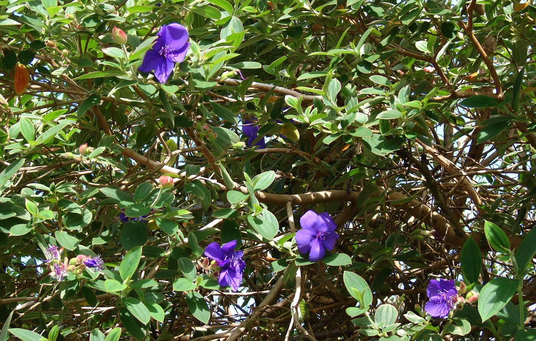 Flowers and foliage Tibouchina urvilleana (princessflower or glory bush); flowers and leaves. Hana Hwy, Maui. March 21, 2007