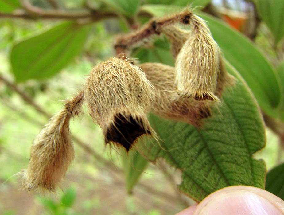 Seed capsules Tibouchina urvilleana (princessflower or glory bush); leaves and seed capsules. Waipoli Rd., Kula, Maui. June 16, 2010
