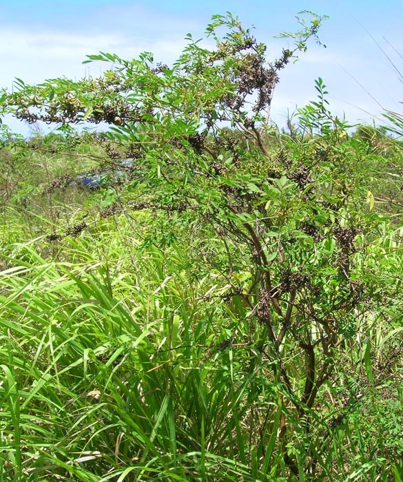 Habit
Indigofera suffruticosa (upright indigo); habit. Paia, Maui.April 16, 2006