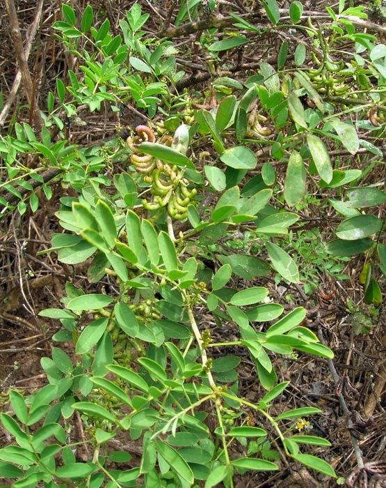 Habit and foliage Indigofera suffruticosa (upright indigo); habit and foliage. Mokolii, Oahu. April 19, 2005