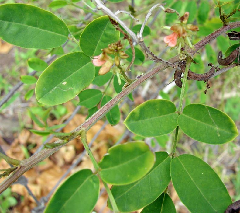 Leaves Indigofera suffruticosa (upright indigo); leaves. Kipahulu LZ Haleakala National Park, Maui. February 24, 2009