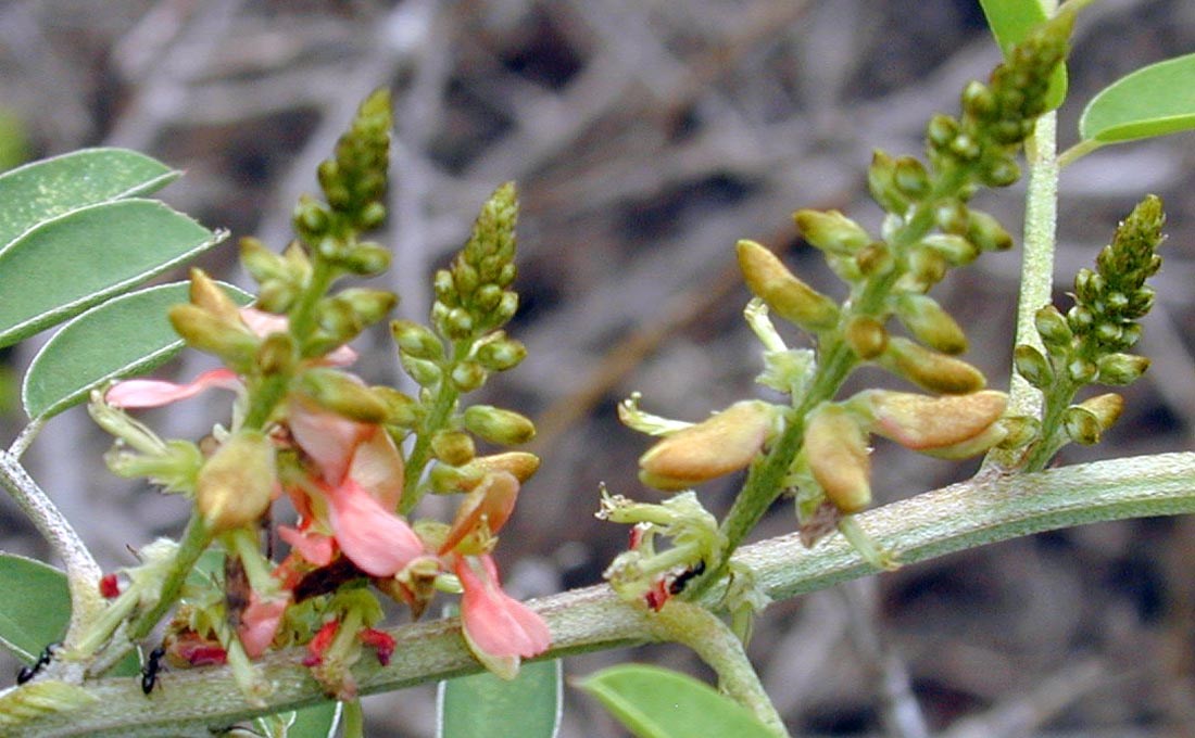 Flowers Indigofera suffruticosa (upright indigo); flowers. Wailea 670, Maui. February 02, 2003