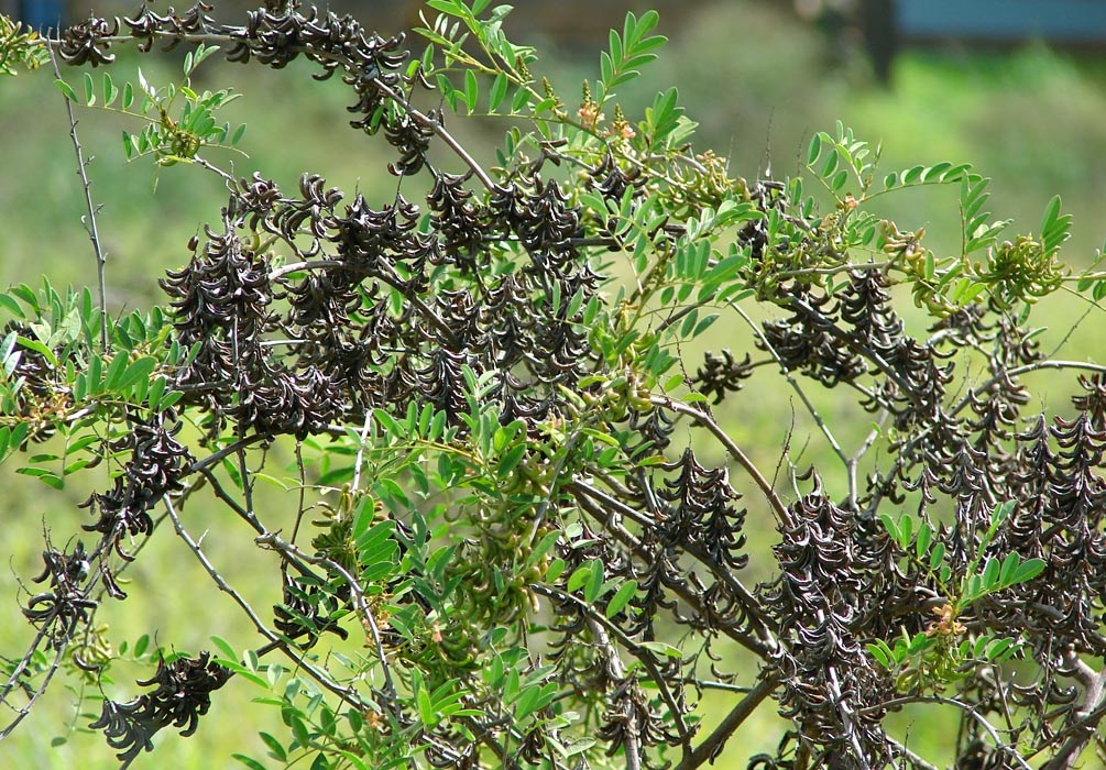 Mature seed pods Indigofera suffruticosa (upright indigo); mature seed pods. Kula, Maui. December 01, 2006