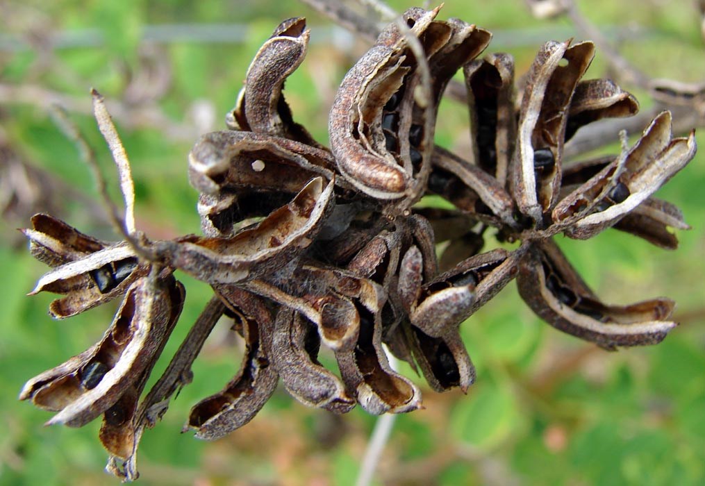 Mature seed pods Indigofera suffruticosa (upright indigo); fully mature seedpods, note black seeds still present in some pods. Kipahulu LZ, Haleakala National Park, Maui. February 24, 2009