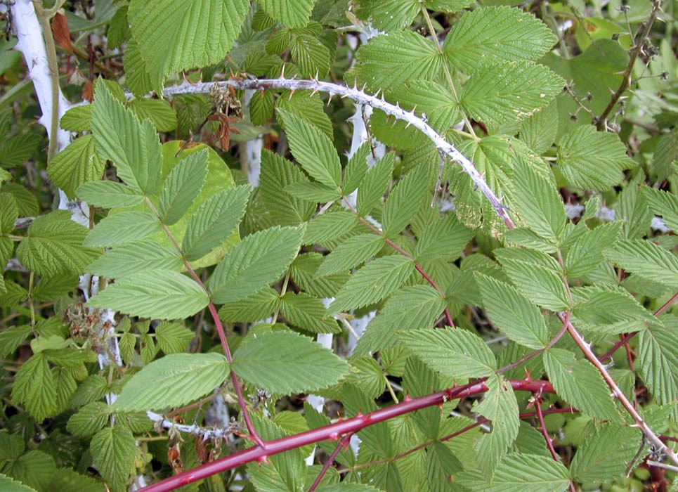 'Habit, Form A' with 'Form B' Rubus niveus (mysore raspberry, hill raspberry); 'Form A' with 'Form B'. Kula, Maui. November 17, 2000