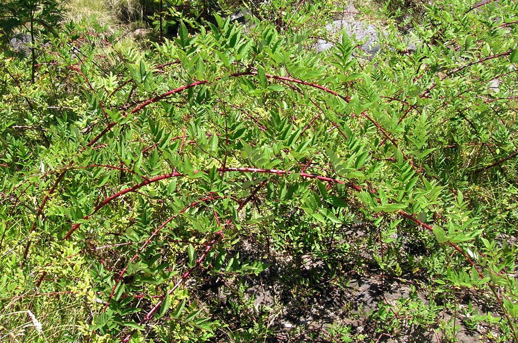 'Form B' habit Rubus niveus (mysore raspberry, hill raspberry; 'Form B' - habit. Keahuaiwi Gulch, Maui. August 17, 2005