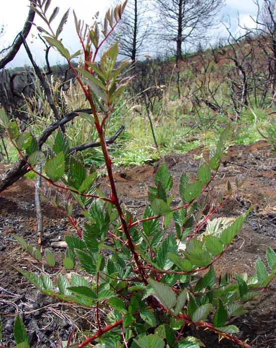 'Form B', habit Rubus niveus (mysore raspberry, hill raspberry); 'Form B' coming up in post fire planting area. Polipoli, Maui. September 08, 2007