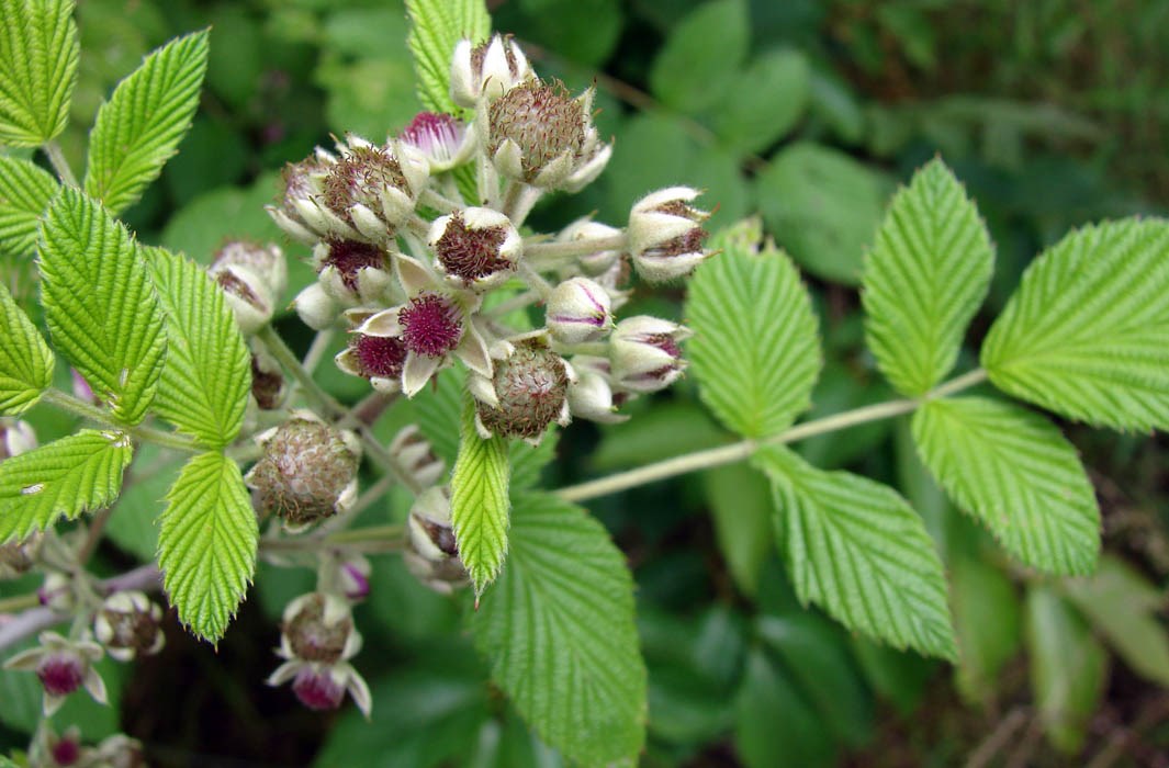 'Form A', leaves, flowers and immature fruit Rubus niveus (mysore raspberry, hill raspberry); 'Form A' leaves flowers and immature fruit. Upper Kimo Drive, Kula, Maui. June 21, 2007