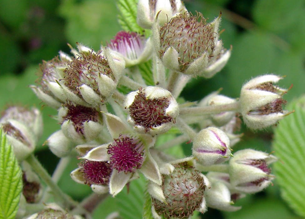 'Form A', leaves, flowers and immature fruit Rubus niveus (mysore raspberry, hill raspberry); 'Form A', close-up of leaves, flowers and immature fruit. Upper Kimo Drive, Kula, Maui. June 21, 2007