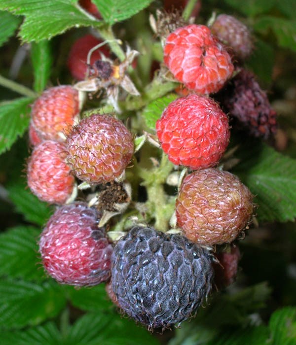 R 'Form A', fruits Rubus niveus (mysore raspberry, hill raspberry); 'Form A' fruits. Haleakala Ranch, Maui. November 23, 2005