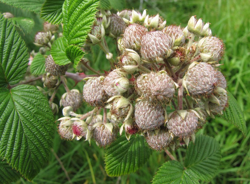 Ripening fruit Rubus niveus (mysore raspberry, hill raspberry); ripening fruit and leaves. Kula, Maui. May 02, 2011