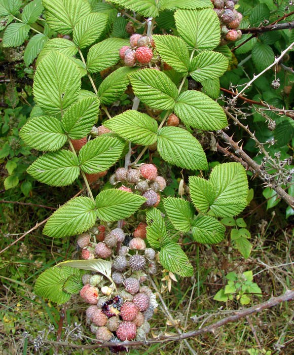 'Form A' , fruit and leaves Rubus niveus (mysore raspberry, hill raspberry); 'Form A' fruit and leaves. Upper Kimo Drive, Kula, Maui. June 21, 2007