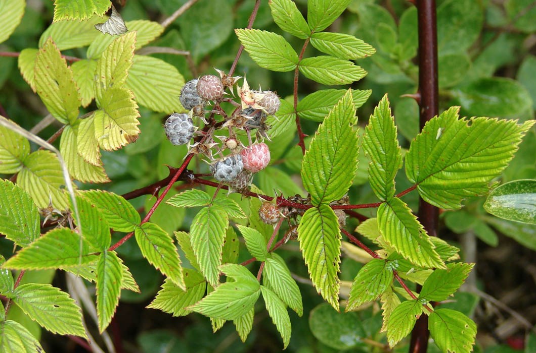 'Form B', fruits and leaves Rubus niveus (mysore raspberry, hill raspberry); 'Form B' fruit, stems, thorns and leaves. Polipoli, Maui. September 08, 2007
