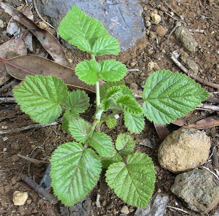 'Form A', seedling Rubus niveus (mysore raspberry, hill raspberry); 'Form A' seedling. Kula, Maui. November 14, 2003.