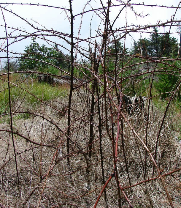 Sprayed habit Rubus niveus (mysore raspberry, hill raspberry); sprayed habit. Polipoli, Maui. May 21, 2009