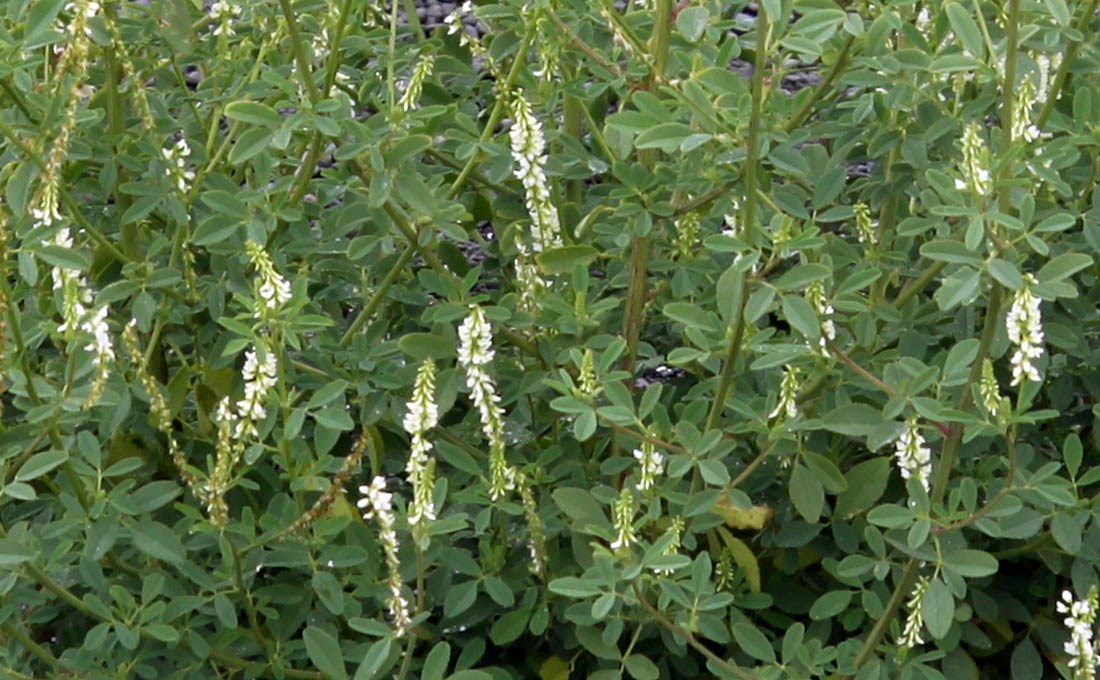 Habit Melilotus albus (white melilot, honey clover); detail of flowering plant
