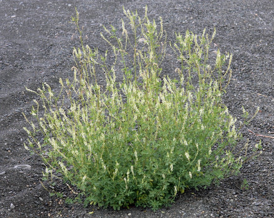 Habit Melilotus albus (white melilot, honey clover); large flowering plant on gravel
