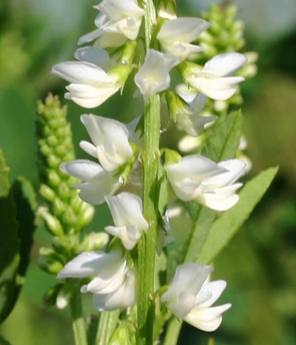 Flower spike Melilotus albus (whte melilot, honey clover); close-up of flower spike