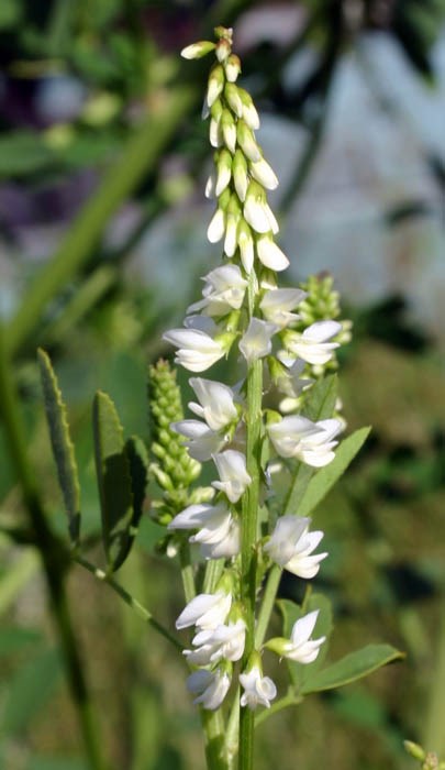 Flower spike Melilotus albus (whte melilot, honey clover); flower spike