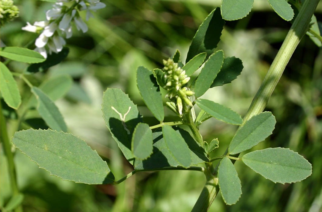 Young flowers and leaves Melilotus albus (whte melilot, honey clover); young flowers and leaves