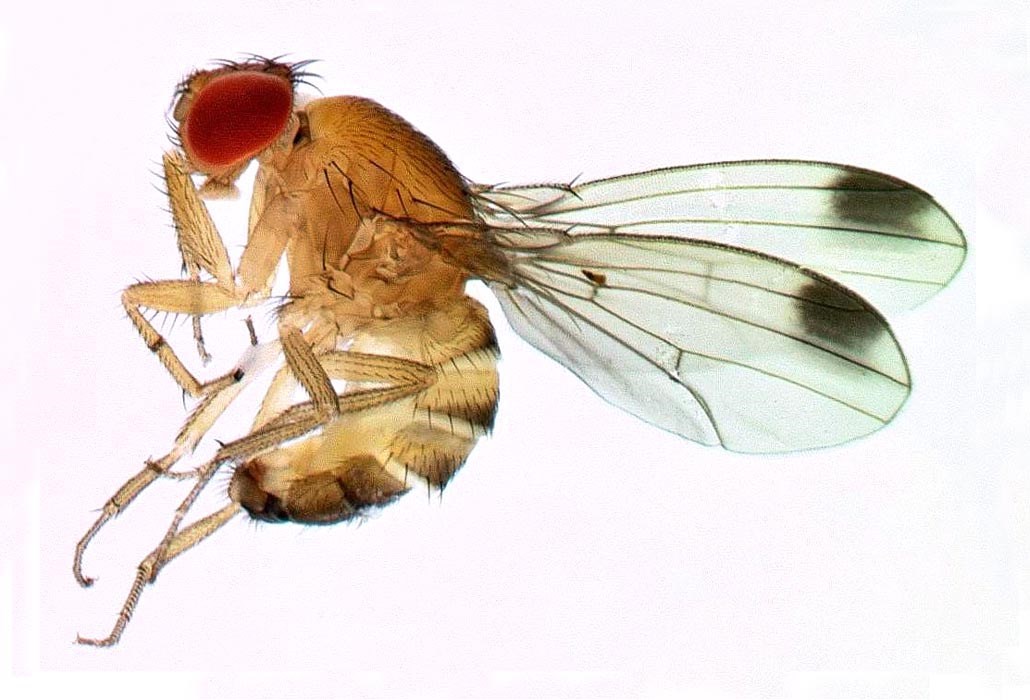 Adult male Spotted Wing Drosophila (Cherry Vinegar Fly) Drosophila suzukii: Adult flies have characteristic bright red eyes. Males also have a prominent dark spot on the distal margin of the wings. Approx. body length 2.6-2.8mm.