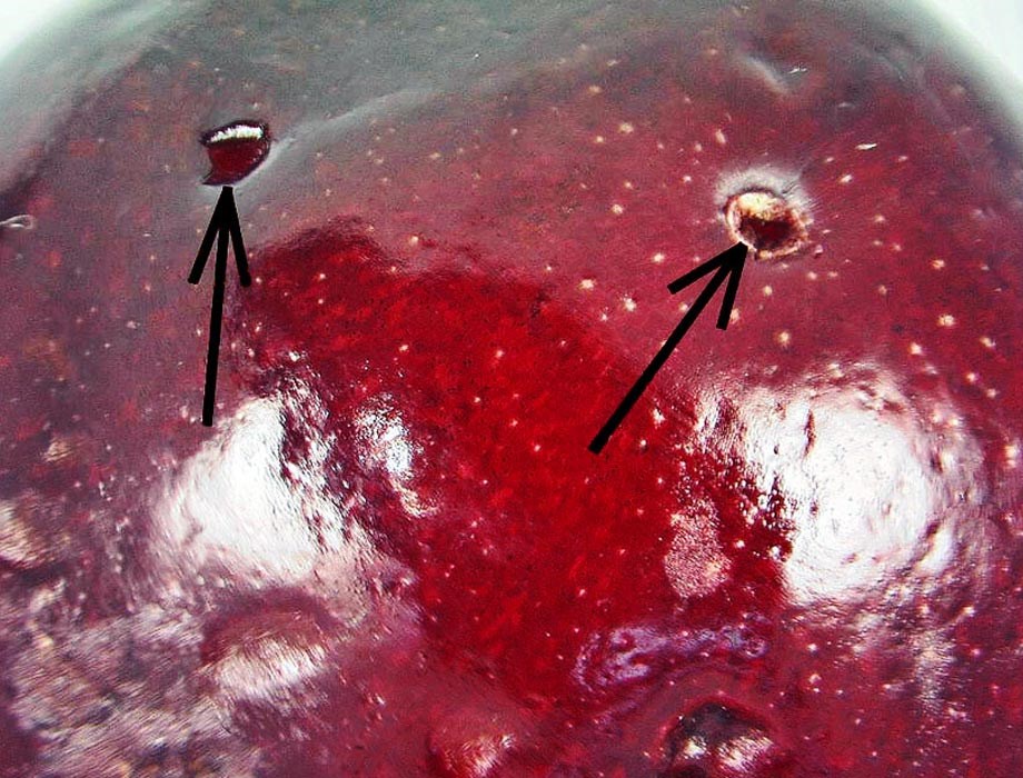 Damage symptoms Spotted Wing Drosophila (Cherry Vinegar Fly) Drosophila suzukii; damage to cherry fruit from female oviposition.
