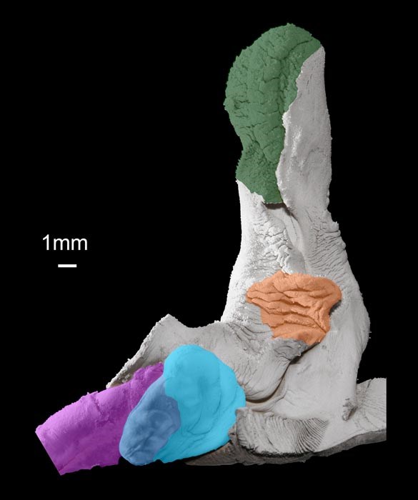 Penial sheath; Pomacea maculata Pomacea maculata critical point-dried penial sheath, showing two glands on the dorsal surface. Key = Green: apical sheath gland; Orange: basal penis sheath gland; Blue: penis bulb and penis pouch; Purple: prostate. Reproduced from Hayes et al. (2012).