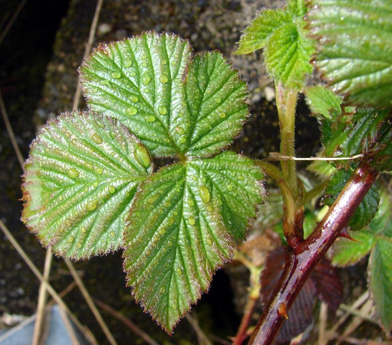 Leaves and spiny stem Rubus argutus (blackberry); leaves and spiny stem. East Maui, Maui. April, 2009.