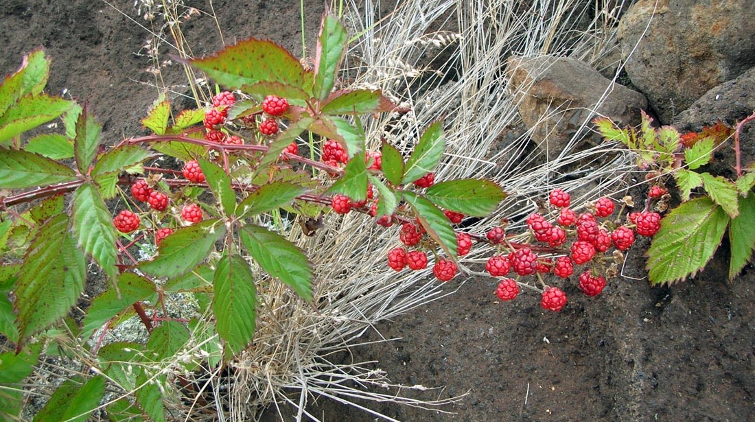 Fruiting habit Rubus argutus (sawtooth blackberry); fruiting habit. Pohakuokala Gulch, Maui. August, 2005.