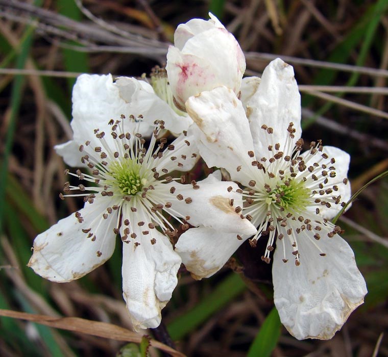 Flowers Rubus argutus (sawtooth blackberry); flowers. Kahakapao Reservoir LZ Haleakala Ranch, Maui. March, 2009.