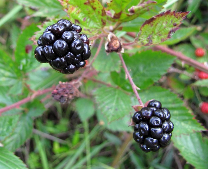 Mature fruit and leaves Rubus argutus (sawtooth blackberry); mature fruit and leaves. Shibuya Farm Kula, Maui. March, 2011.