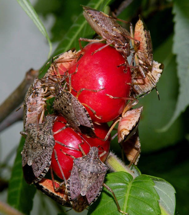 Adults feeding Adult brown marmorated stink bugs (Halyomorpha halys) feeding on cherries