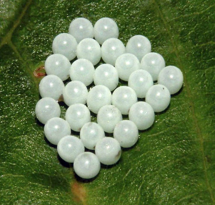 Egg mass Egg mass of brown marmorated stink bug (Halyomorpha halys)