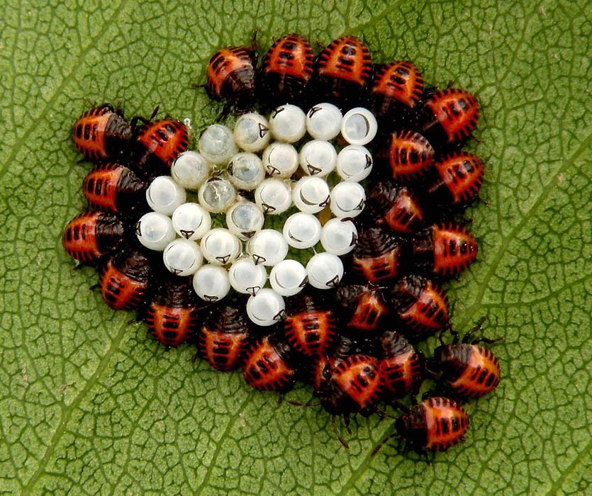 Newly emerged nymphs Brown marmorated stink bug (Halyomorpha halys); newly emerged nymphs around egg mass.