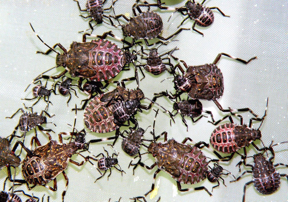 Various nymphal instars Various nymphal instars of the brown marmorated stink bug (Halyomorpha halys).